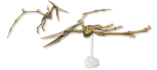 Illustration for article titled Have Your Own Night at the Museum With Fully Posable Dino Skeletons